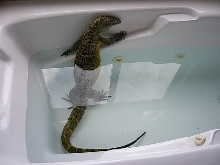 taking a Jacuzzi