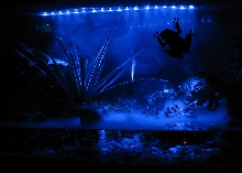 Mossy frog tank at night