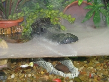 Mossy frog tank setup