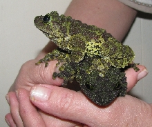 Two mossy frogs