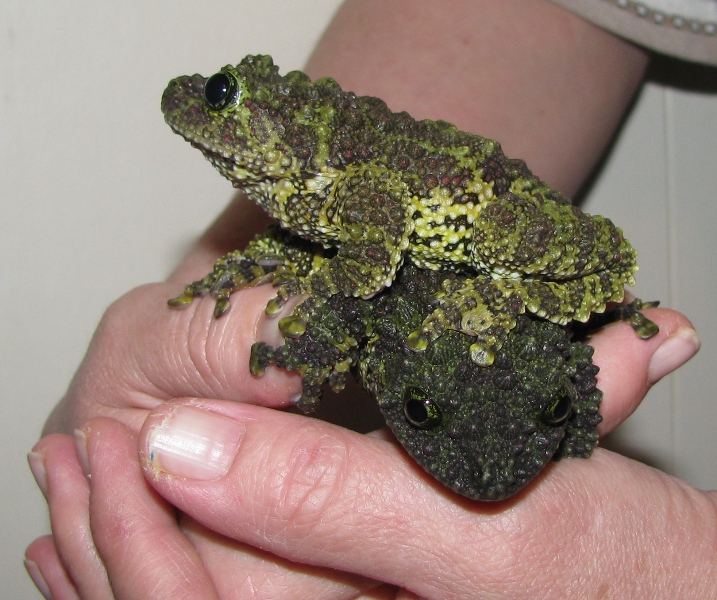 Two mossy frogs