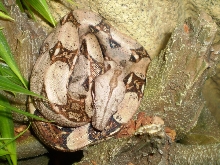 pastel columbian boa (female neonate)