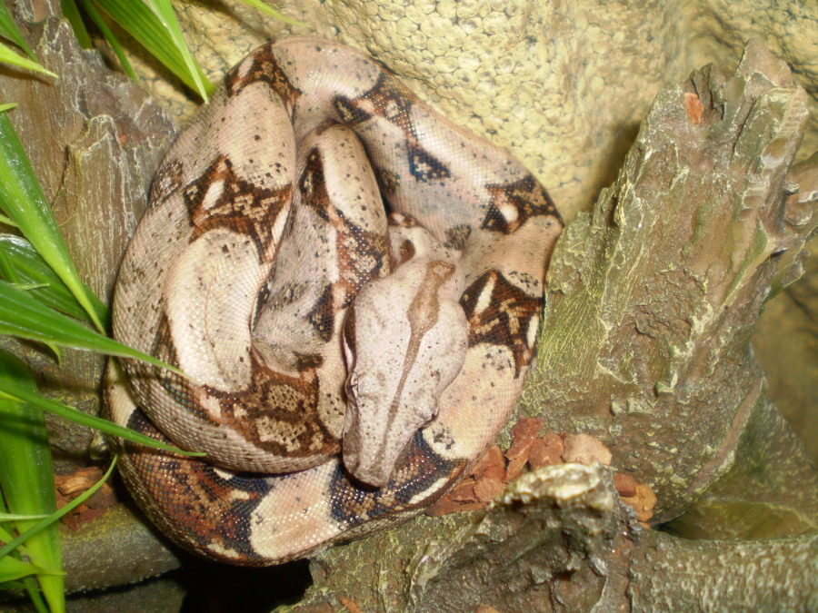 pastel columbian boa (female neonate)
