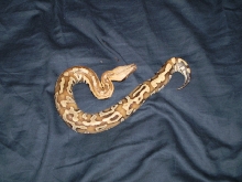 hatchling blood python
