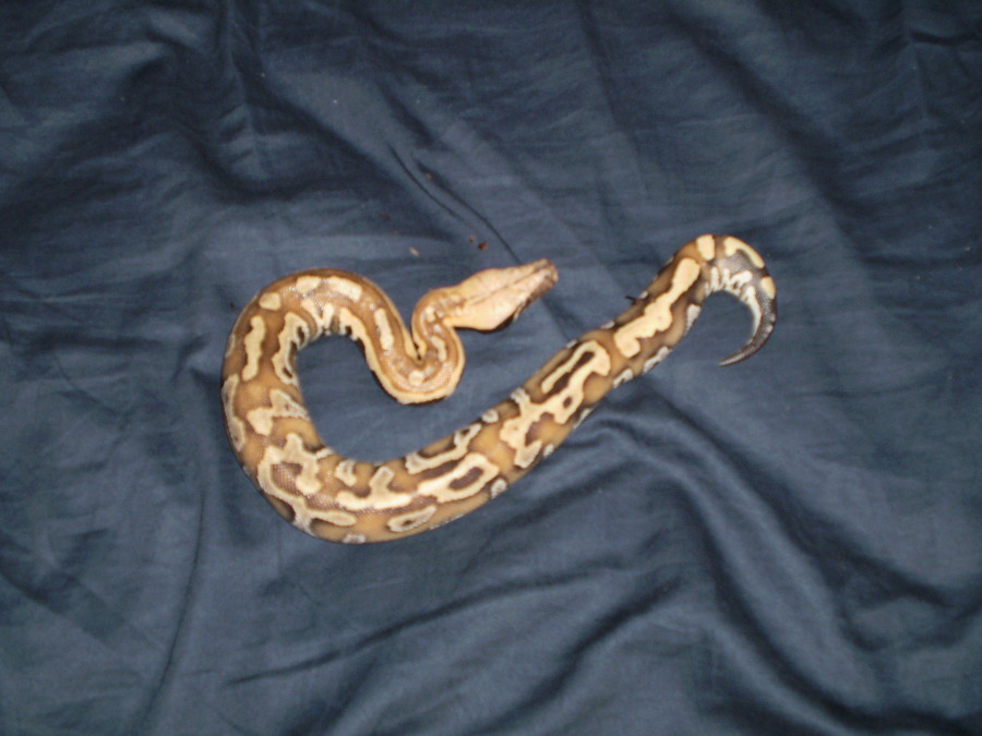 hatchling blood python