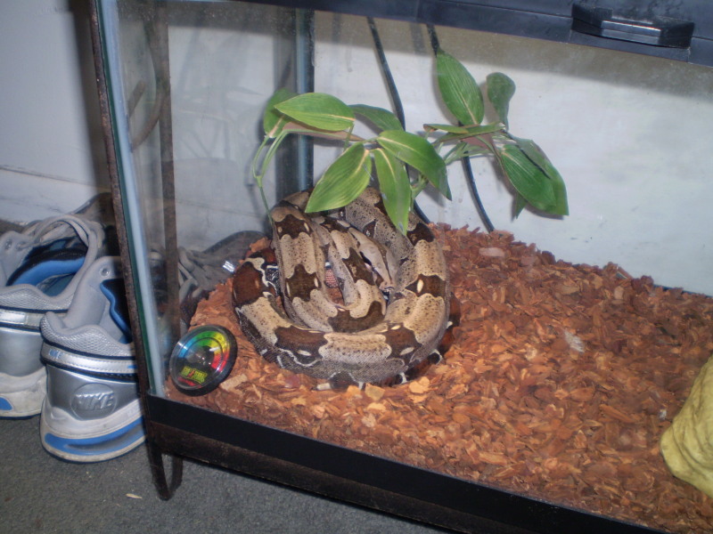 surinam boa (yearling)