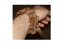 Malikai 02/2008