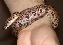 Malikai 02/2008