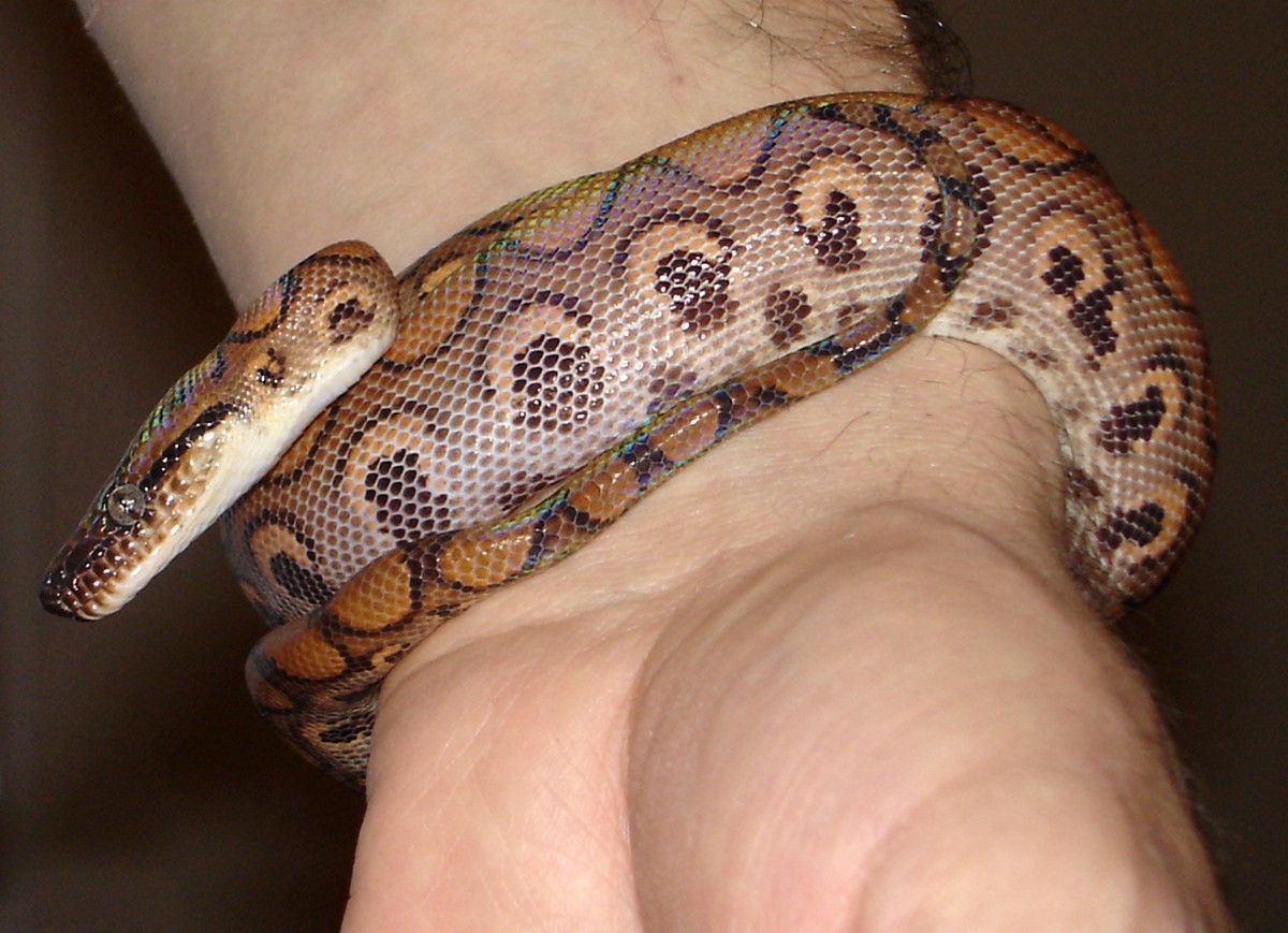 Malikai 02/2008