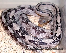 Patterned axantic Trans-Pecos