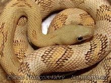 Blonde Subocularis