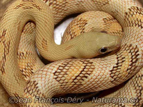 Blonde Subocularis