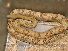 Blonde Subocularis