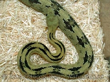 Greenish phase Trans-Pecos Ratsnake