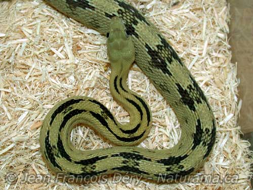 Greenish phase Trans-Pecos Ratsnake
