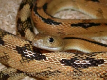 Trans-Pecos Ratsnake
