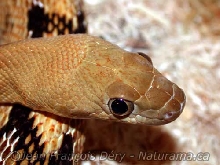 Trans-Pecos Ratsnake