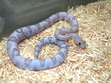 Silver Trans-Pecos
