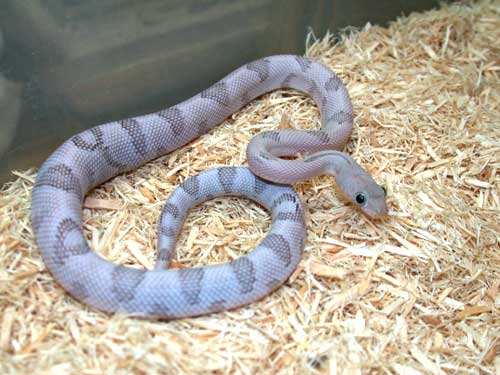 Silver Trans-Pecos