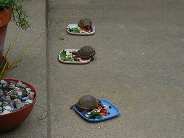 All my 3-toed's eating