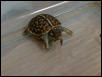 Max eating his 1st worm