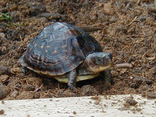 Mira on 4-27-02