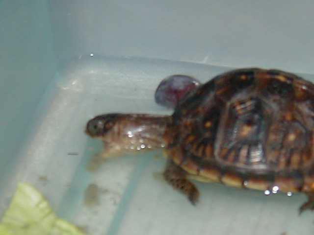 Mira eating