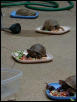 The art of turtle cuisine