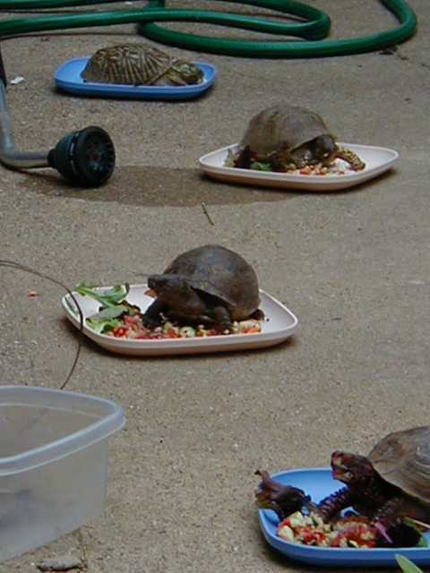 The art of turtle cuisine