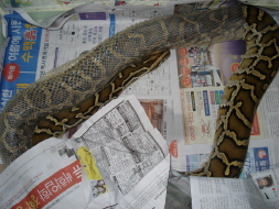 burmese pythons