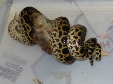yellow anaconda