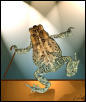Dancing Toad