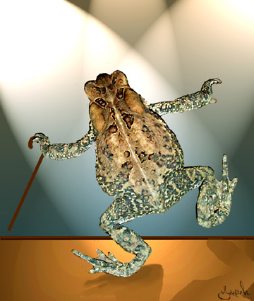 Dancing Toad