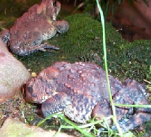 Sleeping Toad