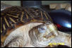 turtle beak