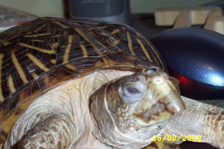 turtle beak