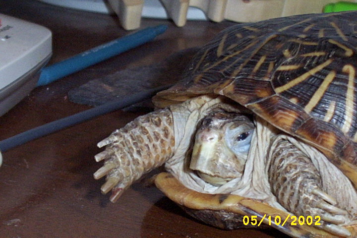 Mr. T. after trim