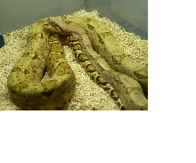 Hog Island male NFS