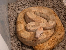 Lemke line female