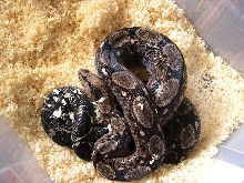Tarahumara Female again
