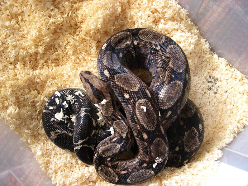 Tarahumara Female again