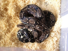 Tarahumara Female