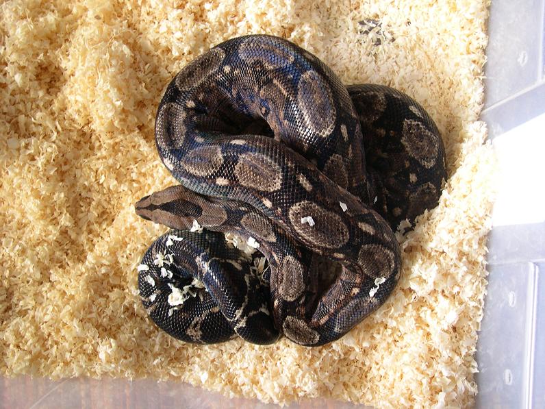 Tarahumara Female