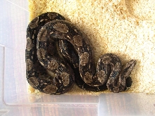 Tarahumara male