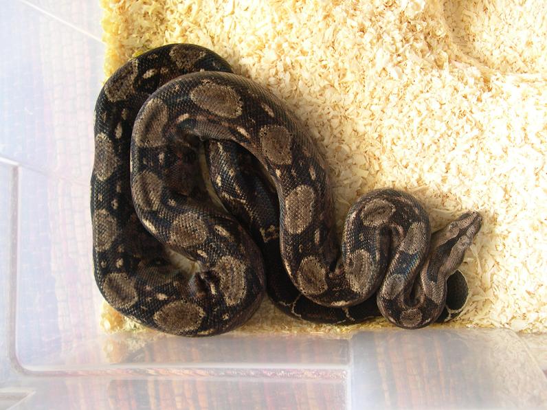 Tarahumara male