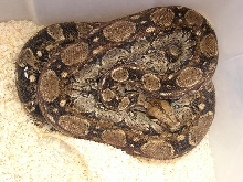 Sonoran Desert Female