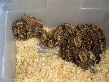 Hypo Sonoran female/Rio Bravo bloodline
