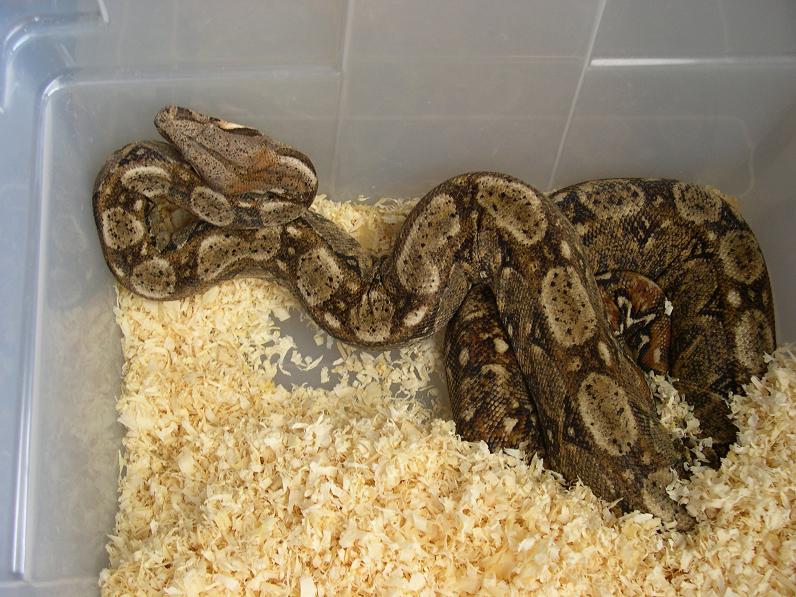 Hypo Sonoran female/Rio Bravo bloodline