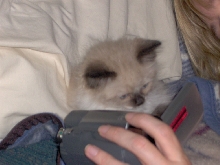 Teddie watching his video