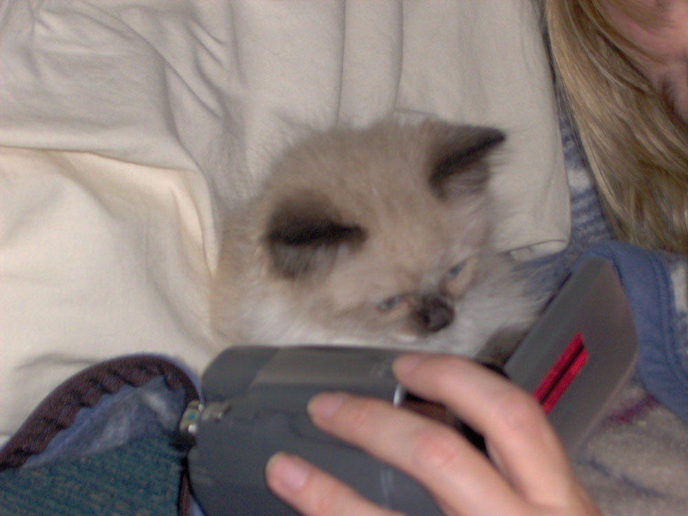 Teddie watching his video